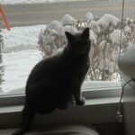 Cats Jr. Registration (Cast 1)